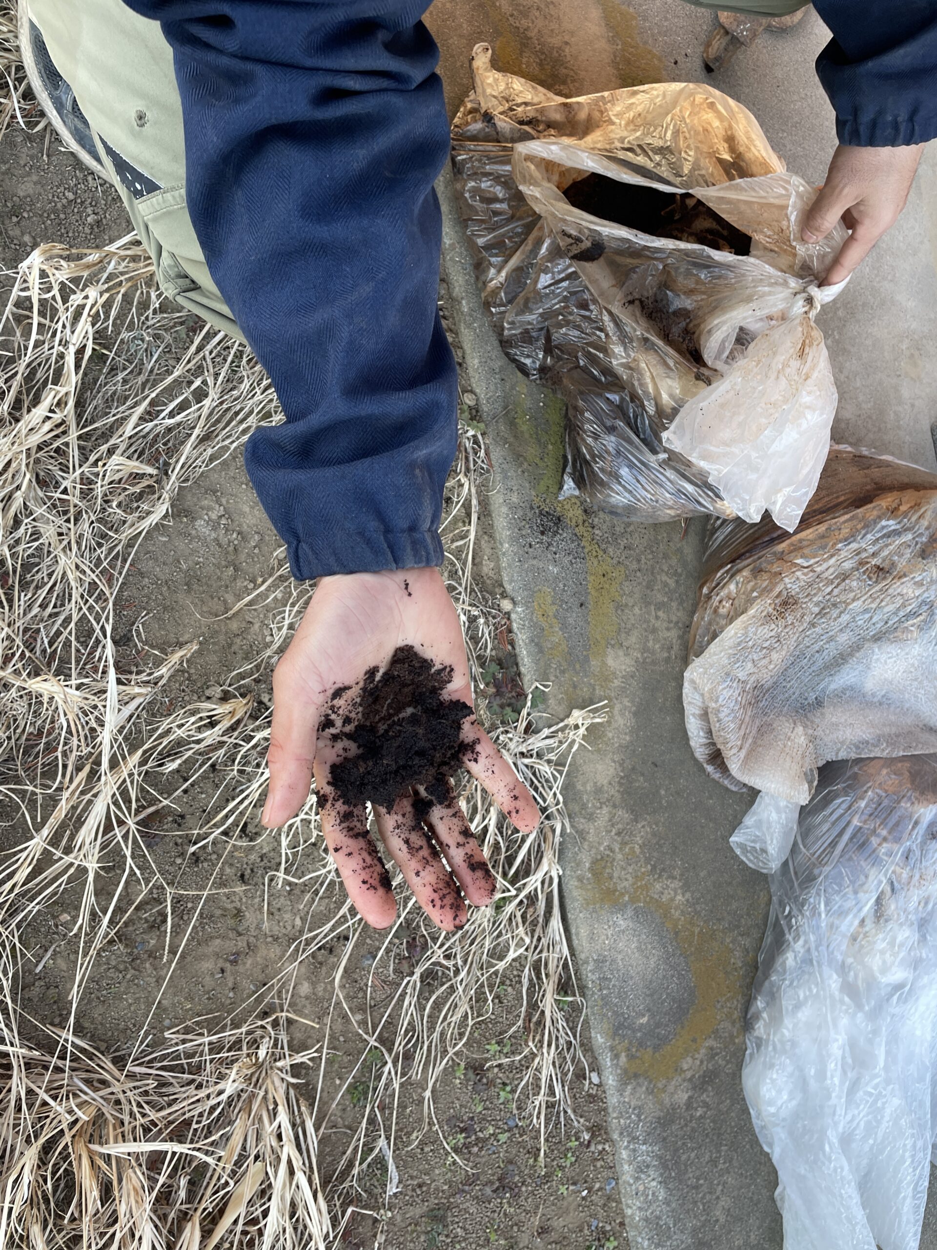 珈琲カスはまだ水分多め