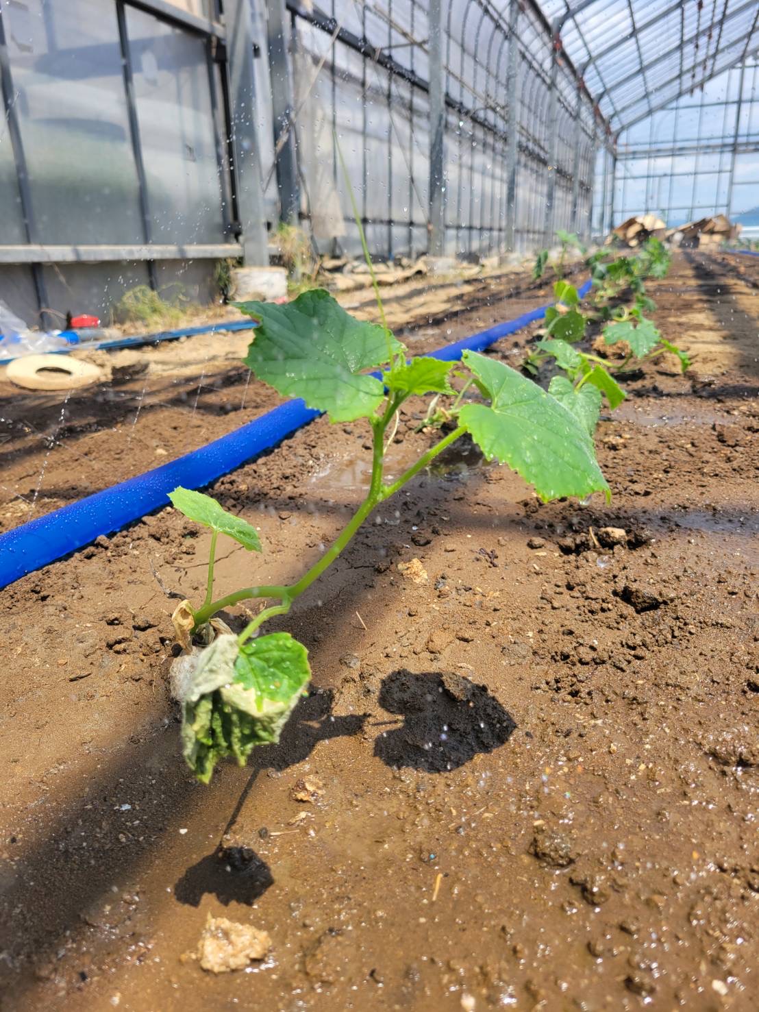 植え付けは「苗を植える前」から始まっている！