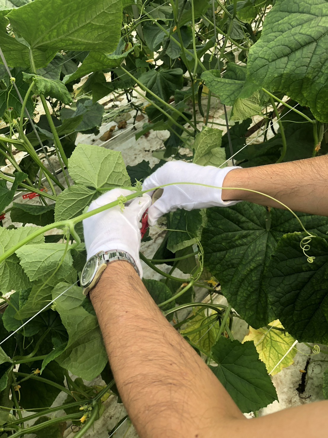 「できるかも」から「やってみよう」へ。ぱくぱく農園で農福連携の第一歩